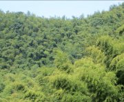 竹子的特點有哪些？